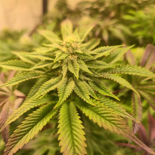 Citrus Slurp. Week 11