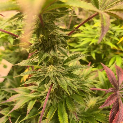 Citrus Slurp. Week 11