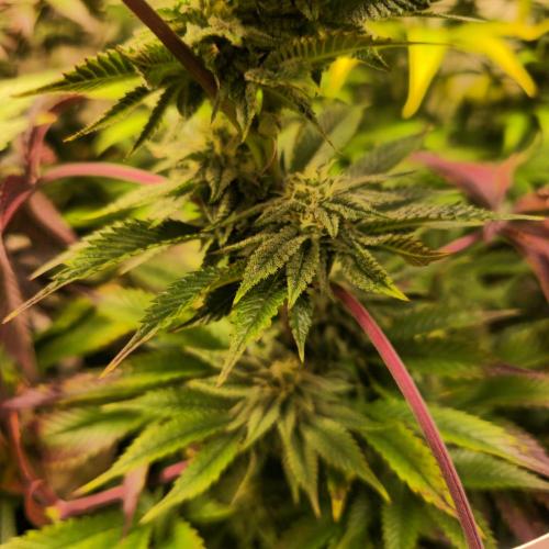 Citrus Slurp. Week 11