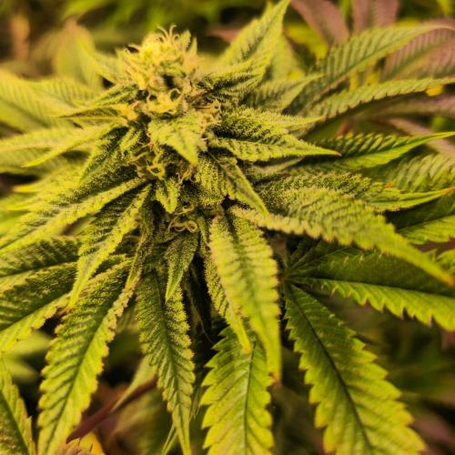 Citrus Slurp. Week 11