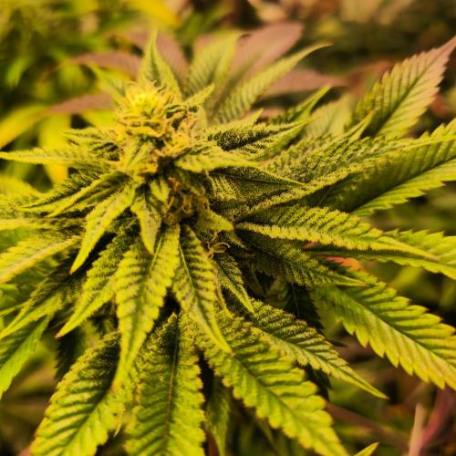 Citrus Slurp. Week 11