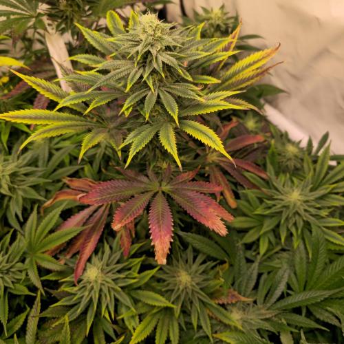 Banana Fumes. Week 11