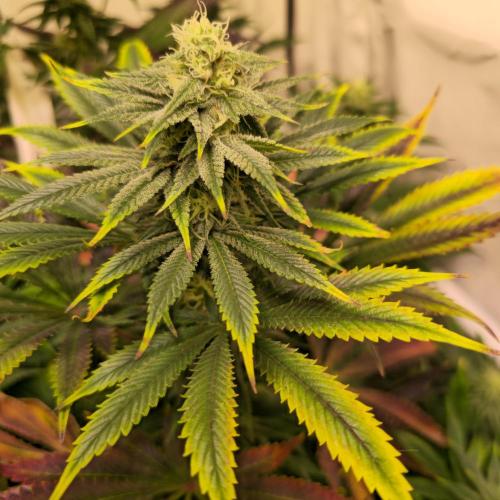 Banana Fumes. Week 11