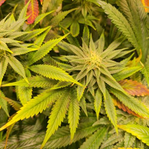 Banana Fumes. Week 11