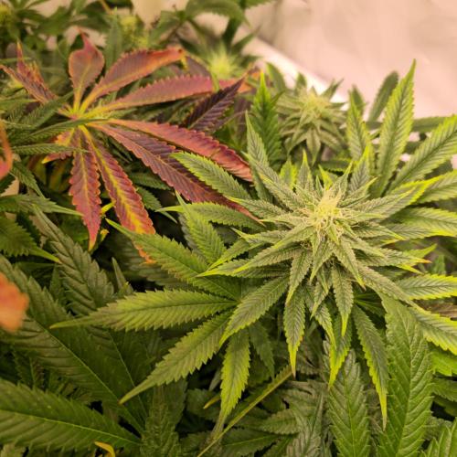 Banana Fumes. Week 11