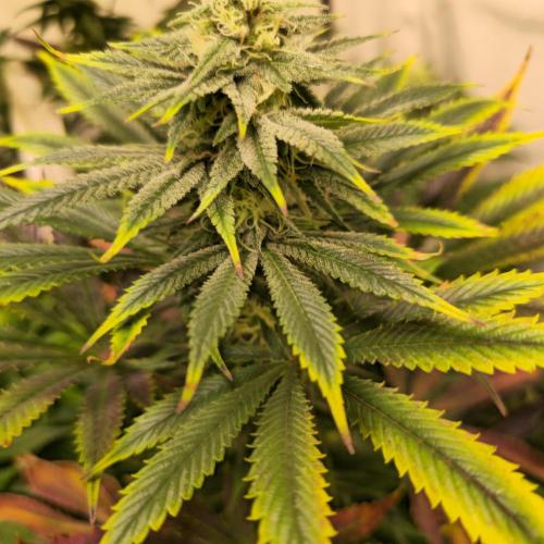 Banana Fumes. Week 11