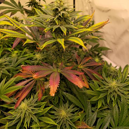 Banana Fumes. Week 11