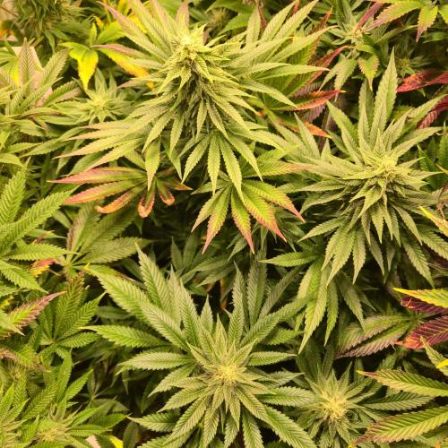 Sour number2. Week 11