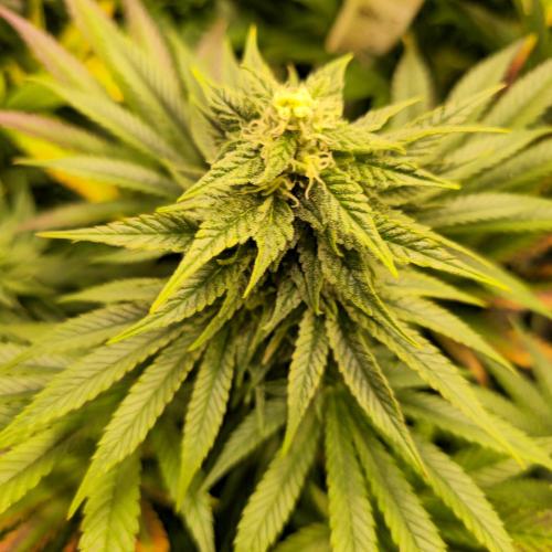 Sour number2. Week 11