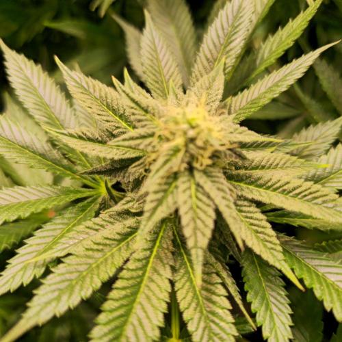 Sour number2. Week 11