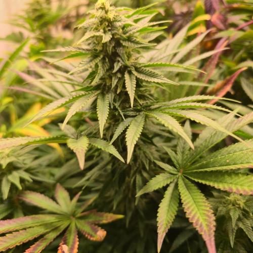 Sour number2. Week 11