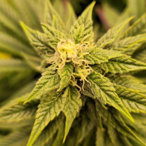 Sour number2. Week 11