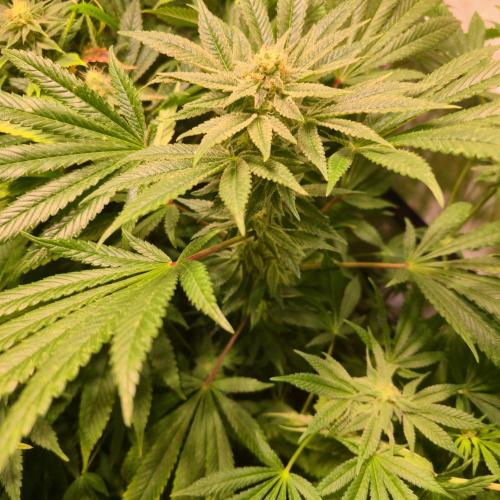 Apollo Black Cherry. Week 11