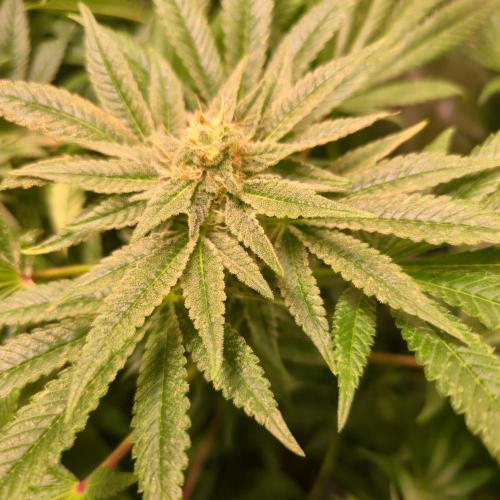 Apollo Black Cherry. Week 11