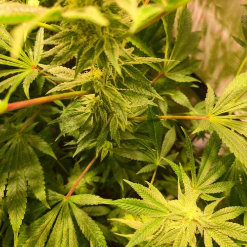 Apollo Black Cherry. Week 11