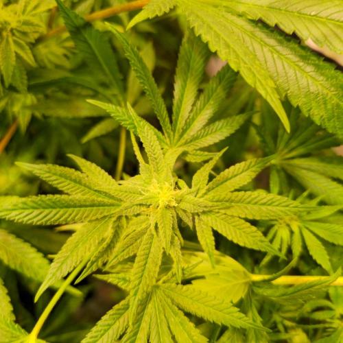 Apollo Black Cherry. Week 11