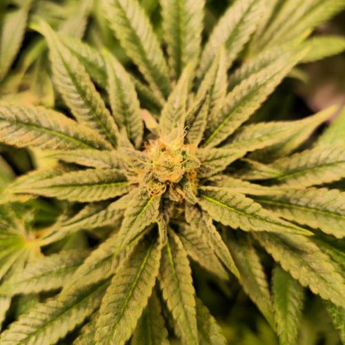 Apollo Black Cherry. Week 11