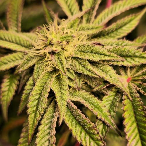 LH2P perfect Tree. Week 11