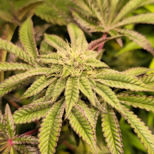 LH2P perfect Tree. Week 11