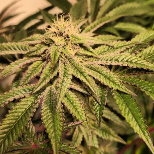 LH2P perfect Tree. Week 11