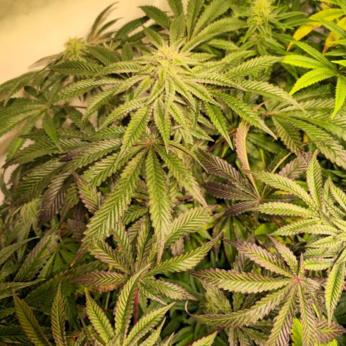 LH2P perfect Tree. Week 11