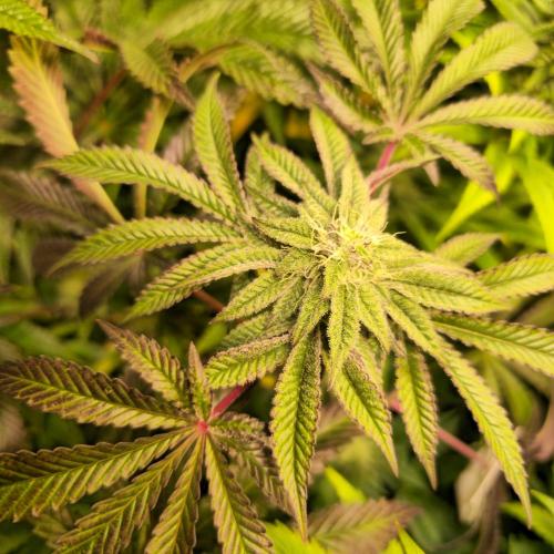 LH2P perfect Tree. Week 11