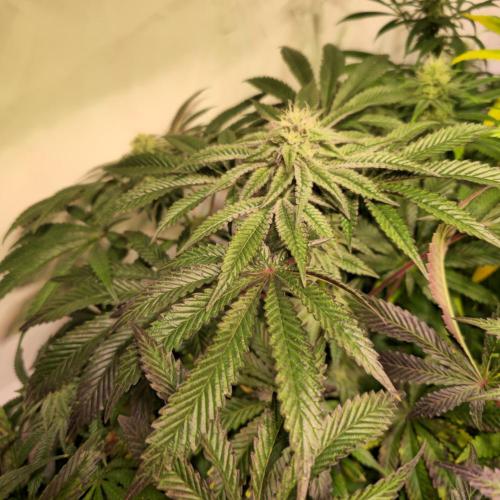 LH2P perfect Tree. Week 11