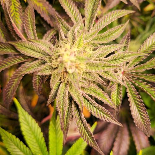 LH2P perfect Tree. Week 12