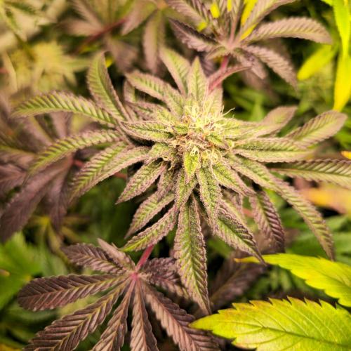 LH2P perfect Tree. Week 12