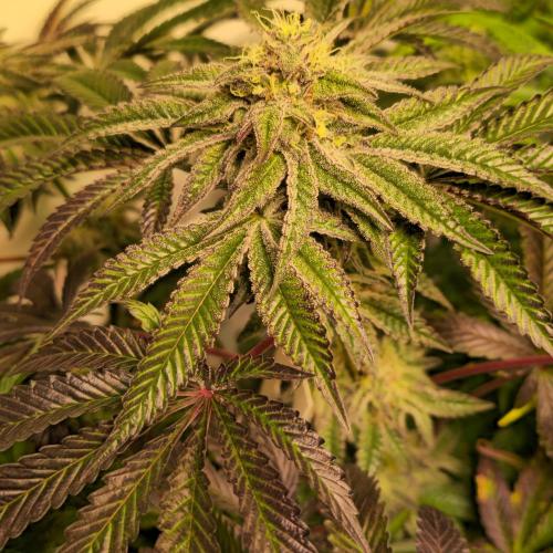 LH2P perfect Tree. Week 12