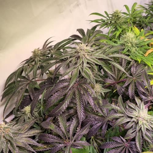 LH2P perfect Tree. Week 12