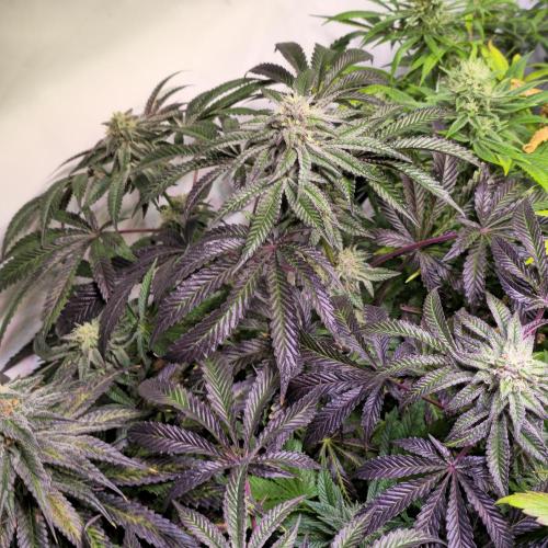 LH2P perfect Tree. Week 12