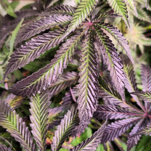 LH2P perfect Tree. Week 12