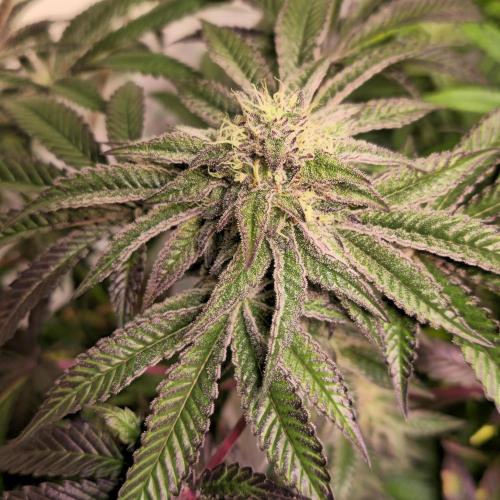 LH2P perfect Tree. Week 12