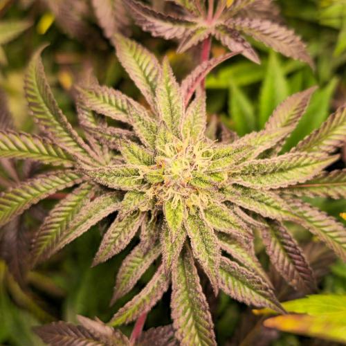 LH2P perfect Tree. Week 12