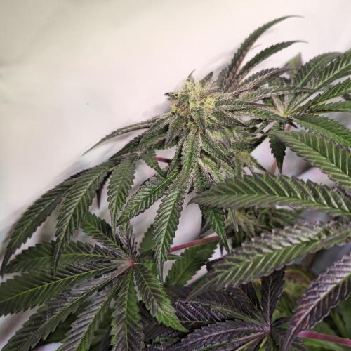 LH2P perfect Tree. Week 12