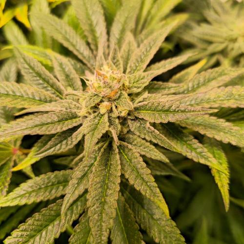 Apollo Black Cherry. Week 12