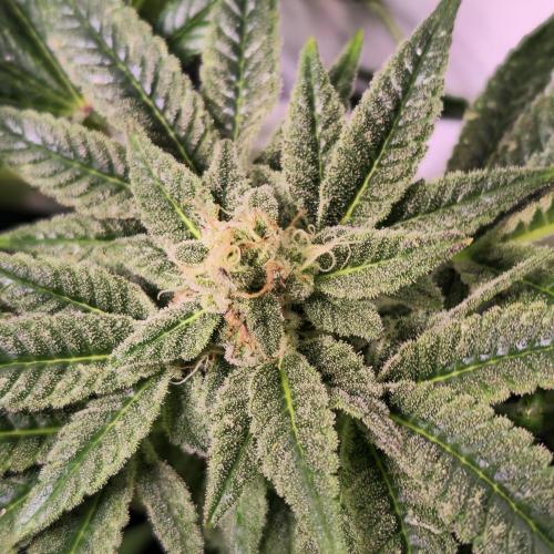 Apollo Black Cherry. Week 12