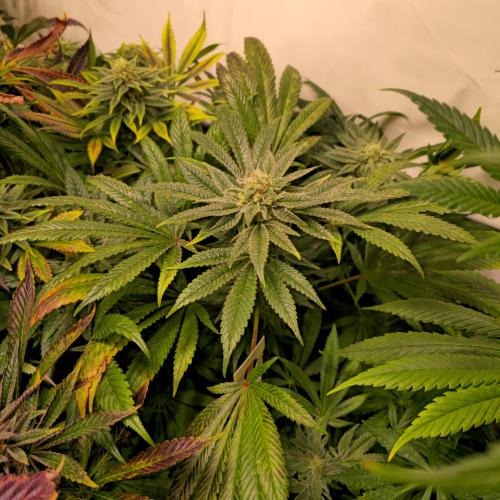 Apollo Black Cherry. Week 12