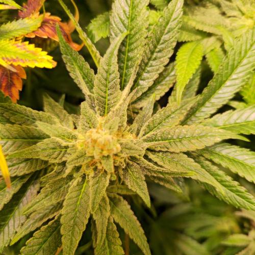 Apollo Black Cherry. Week 12