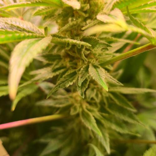 Apollo Black Cherry. Week 12