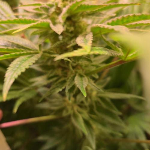 Apollo Black Cherry. Week 12