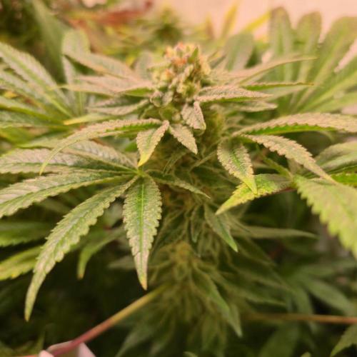 Apollo Black Cherry. Week 12