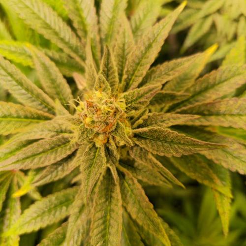 Apollo Black Cherry. Week 12