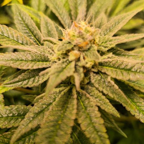 Apollo Black Cherry. Week 12