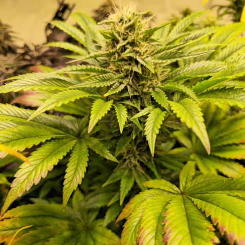 Sour number2. Week 12