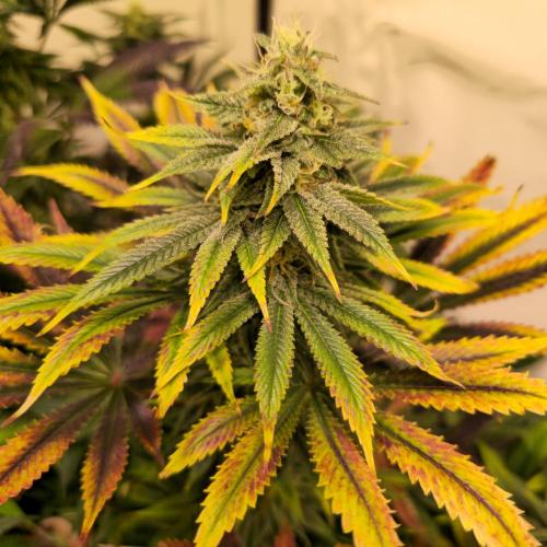 Banana Fumes. Week 12