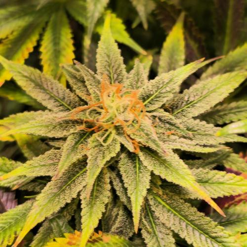 Banana Fumes. Week 12