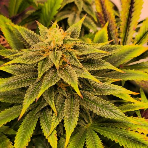 Banana Fumes. Week 12