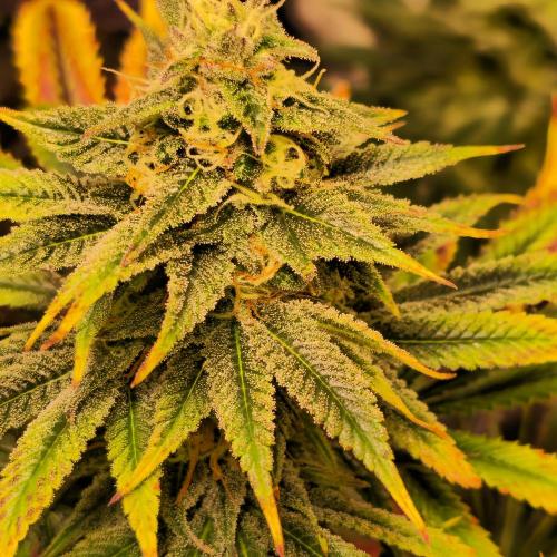 Banana Fumes. Week 12